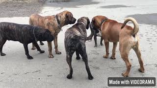 Pitbull vs Mastiffs [upl. by Moguel]