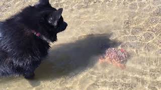 Schipperke dog finds a crab Crab makes escape [upl. by Ellerrehc]