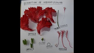 DISSECTION OF HIBISCUS FLOWER  Hibiscus rosasinesis  China Rose [upl. by Friedrick]