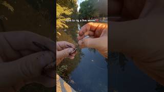 How to rig a LIVE WORM👀 fishing shorts [upl. by Beaumont667]