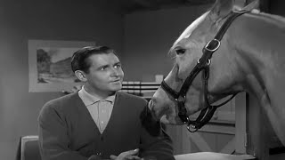 Mister Ed Season 1 Episode 26 1961 Wilbur Sells Ed [upl. by Ozne]