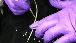 Nematode Parasite Ascaris Dissection [upl. by Olin]