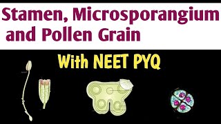 Stamen Microsporangium and Pollen grain  Sexual Reproduction in flowering plant  Biology NEET [upl. by Fenner]