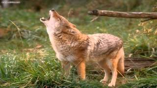 The sound of a Coyote [upl. by Erdnuaed]