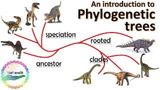 An Introduction to Phylogenetic Trees [upl. by Aikit]