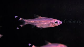 Rasbora trilineata  DreistreifenBärbling [upl. by Karas]