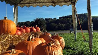 GOLDENER HERBST Lütisburg im Toggenburg  begleitet vom Jodlerklub Wattwil Naturjodel [upl. by Naujyt]