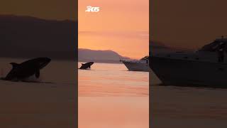 Driver of boat that drove through pod of orcas gets 1000 fine [upl. by Oz]