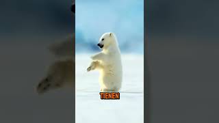 Animales que prosperan en temperaturas extremas [upl. by Kearney]