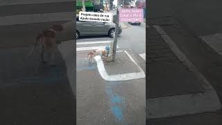 Projeto cães de rua cao pets cachoro noticias [upl. by Lleira]