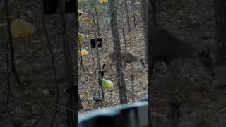 Close up Ravin r10 shot hunting crossbow ravin crossbowhunting [upl. by Ibok945]