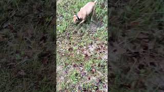 Funny dog sounds like she is snoring while digging hole funnydog pitbulldog [upl. by Adlesirhc]