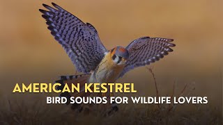 American Kestrel Formerly Sparrowhawk Bird Sounds  Bird Sounds for Wildlife Lovers [upl. by Araek100]