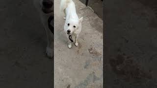 Kutto se sawal jawab dog doglover funny [upl. by Ytnom20]