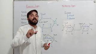 Reducing and non reducing sugar  MDCAT  FSc  Neet  Dr Shakeel Ansari [upl. by Ara549]