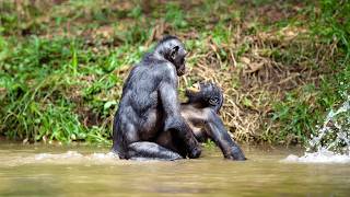 Strangest Animal Mating Behaviors in Nature  When Nature Calls [upl. by Carmelo]