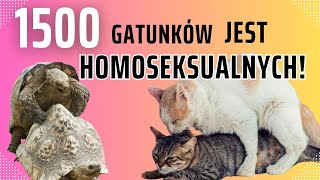 Jak to jest z homoseksualizmem u zwierząt [upl. by Annawoj]