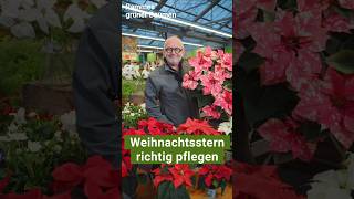 Weihnachtsstern richtig pflegen Tipps für eine prächtige Blüte zur Weihnachtszeit garten diy [upl. by Ennirroc]