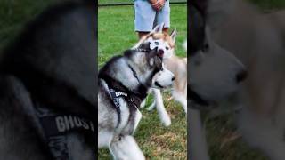 Malamute corrects Husky husky alaskanmalamute dog doglover bestfriend [upl. by Rondi88]