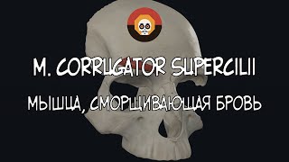 Мышца сморщивающая бровь m corrugator supercilii 3D Анатомия [upl. by Guenna]