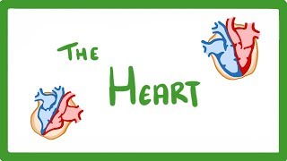 GCSE Biology  The Heart 23 [upl. by Harsho8]