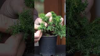 Cryptomeria progression Japanese cedar Bonsai bonsai [upl. by Radack499]