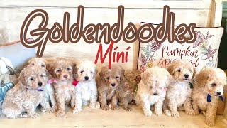 Adorable Mini Goldendoodles  Emerald amp Wallace  multigengoldendoodle puppy [upl. by Lashonda]