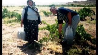 nevşehir hacı bektaş büyükkışla köyü [upl. by Alesram]