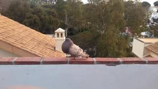 Gaditanos de vuelo en Benalmádena [upl. by Haek937]