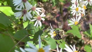 White Wood Aster Plant Profile [upl. by Aihtenyc]