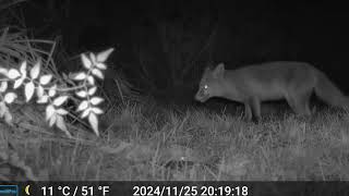 Fox In The Garden 25th November 2024 [upl. by Conover160]