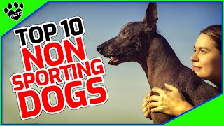 Top 10 Best NonSporting Dog Breeds Your Perfect Companion Dogs 101 [upl. by Premer443]