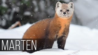 MARTEN is the most charming hunter Marten against a cat and a hawk How the marten hunts [upl. by Hsot474]