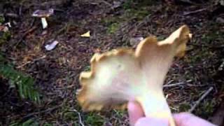 How to find Wild Chanterelle Mushrooms aka Cantharellus Cibarius [upl. by Tteirrah]