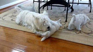 Westie Mom  Pups [upl. by Karolyn996]