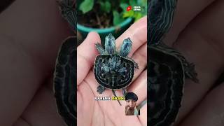 Kura kura berkepala dua 😱 kurakura turtle animals hewan reptiles [upl. by Ulberto166]