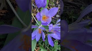 an autumncolors crocus garden flower [upl. by Ennire]