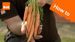 How to grow amp harvest carrots [upl. by Alda]