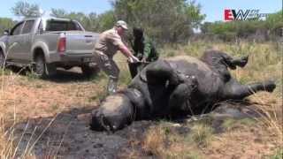 Poachers kill 8 rhino in North West reserve [upl. by Turk]