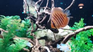 Santarem discus blue diamond [upl. by Seif]