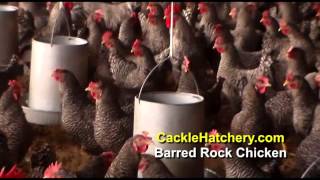 Barred Rock Chicken Breed Breeder Flock  Cackle Hatchery [upl. by Langelo]