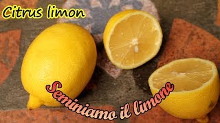 Come SEMINARE il LIMONE 🍋 con i semi del frutto del supermercato [upl. by Asilaj878]