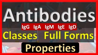 Antibodies  Full Form of IgM IgG IgA IgE IgD  Important Properties [upl. by Ethan]