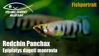 Redchin Panchax  Epiplatys monrovia [upl. by Yrelav152]