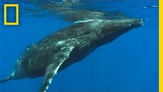 Hidden Humpback Hunt Captured  On Assignment [upl. by Mathre]