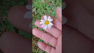 daisy or fleabane  very important to know the difference [upl. by Deach]