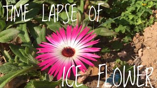 Time lapse of Ice flower  Mesembryanthemum [upl. by Llirpa]