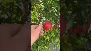 Pomegranate Cutting Sale Preview  A True Superfood [upl. by Oicnecserc]