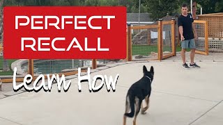 Do you want your dog to come to you Learn how to get a 100 recall [upl. by Assela]