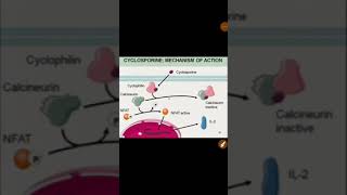 Cyclosporine mechanism of action made easy [upl. by Stahl]